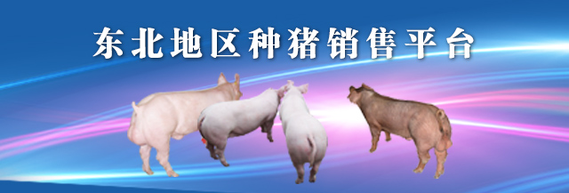 东北种猪销售平台