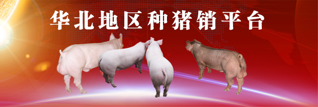 华北地区种猪销售平台