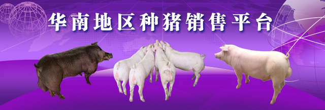 华南种猪销售平台