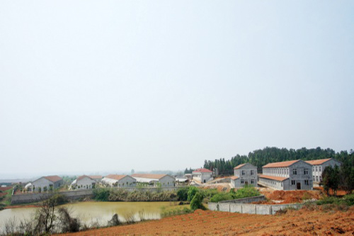 占地3000余亩的杨湖原种场