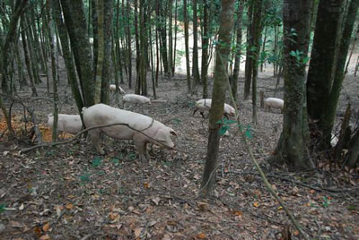 农大毕业生占山为王 山林成了野猪的天堂