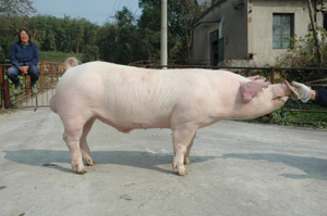 杭州市种猪试验场